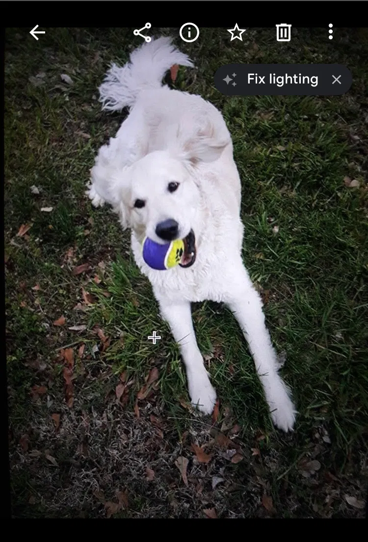 Lost dog in Spartanburg, SC, 29307