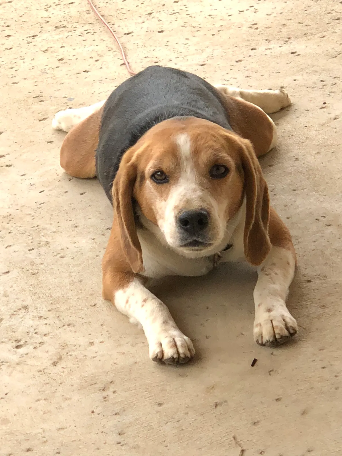 Lost dog in Bakersfield, CA, 93314