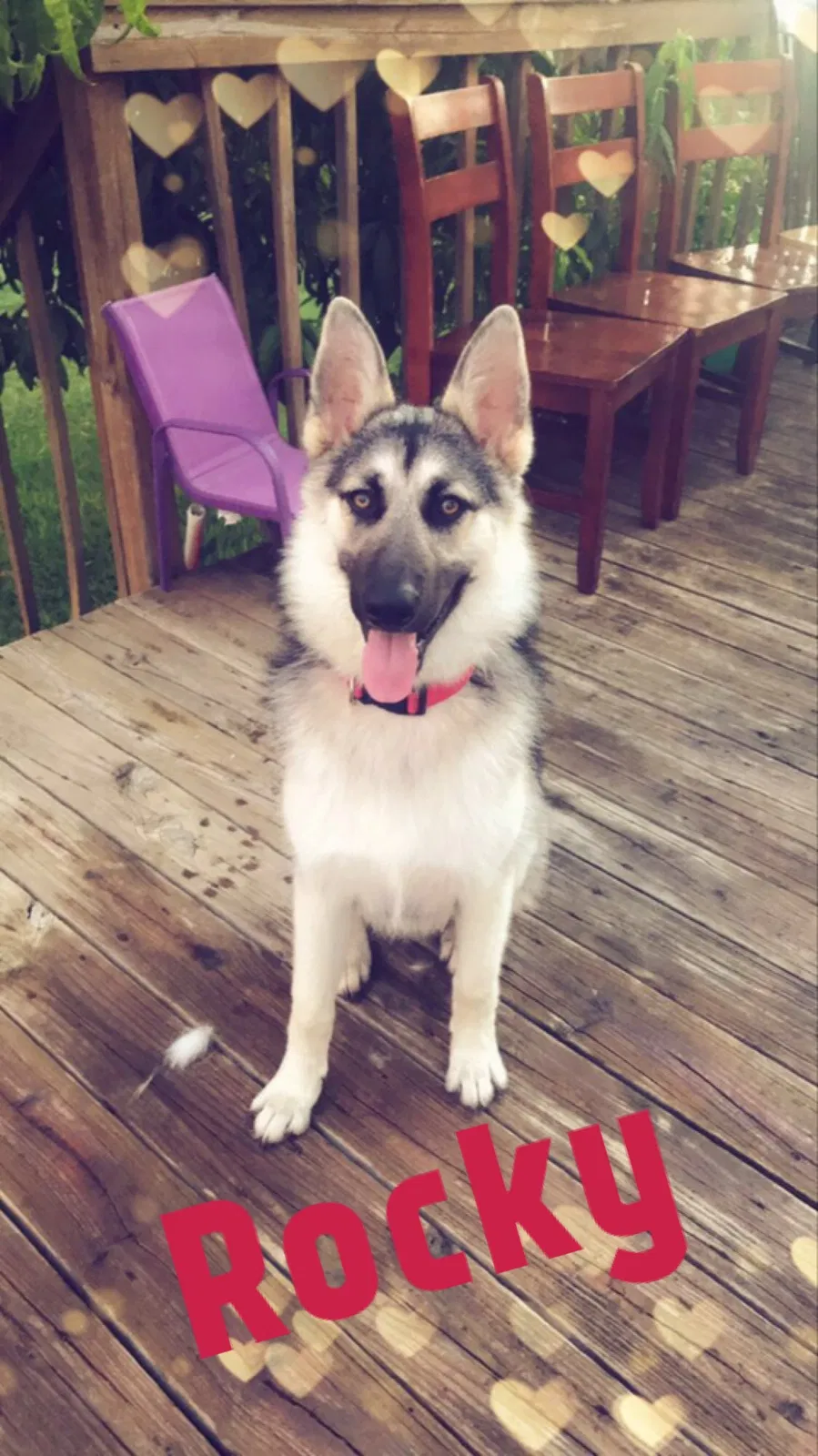 Lost dog in Round Rock, TX, 78664