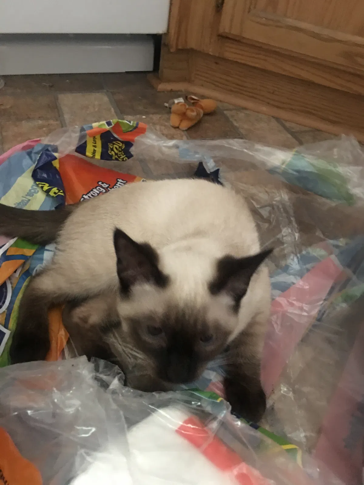 Lost cat in Graham, WA, 98338