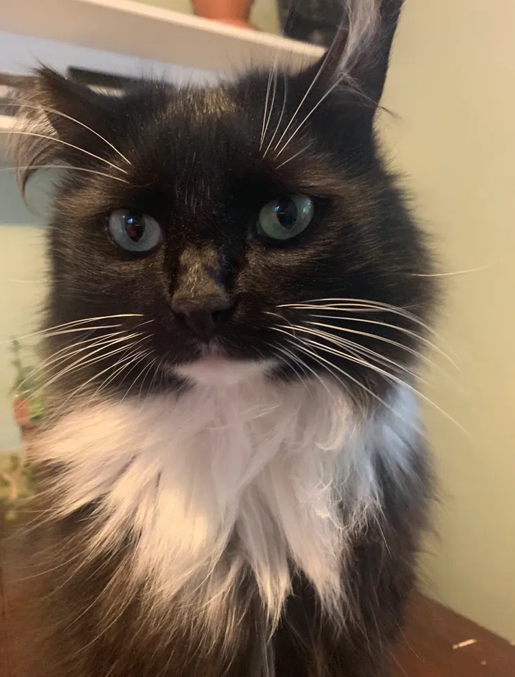 Lost cat in Asheville, NC, 28806