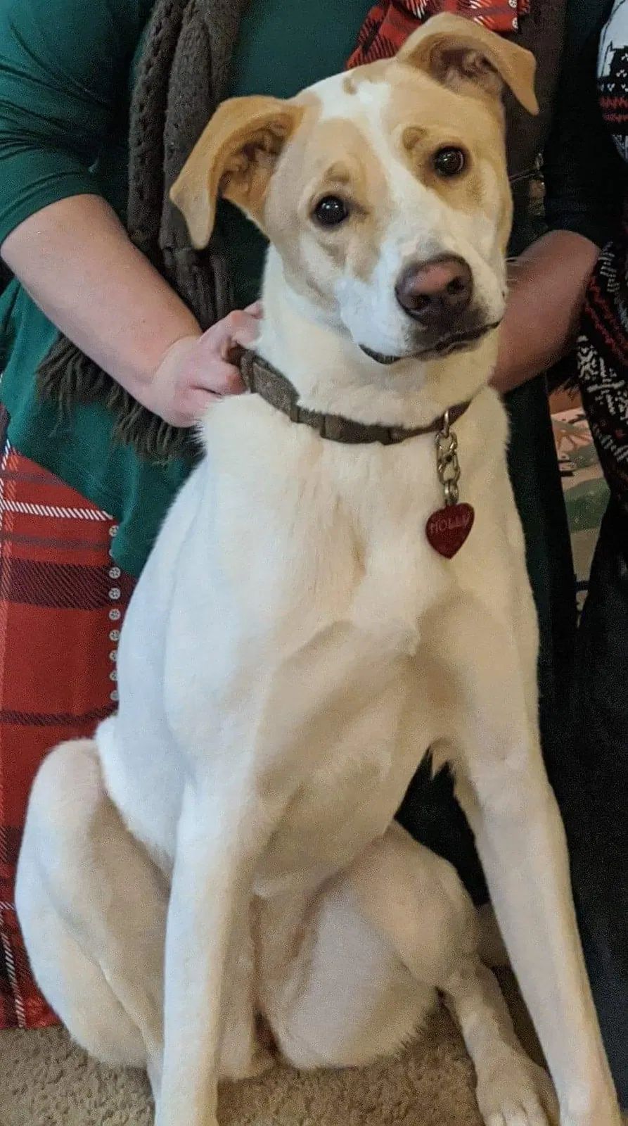Lost dog in Flagstaff, AZ, 86001