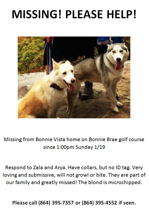 Lost dog in Greenville, SC, 29605