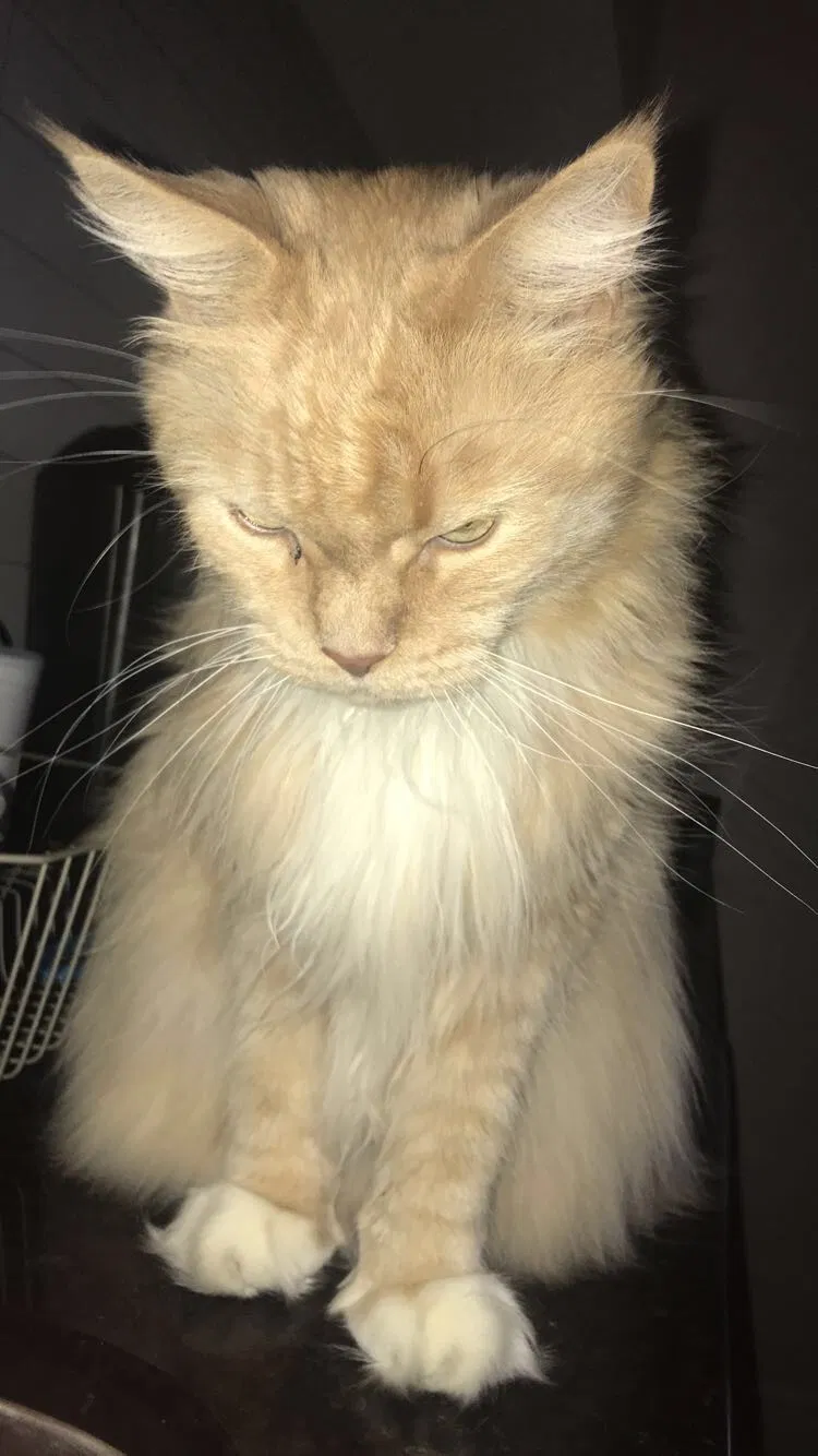 Lost cat in Finksburg, MD, 21048