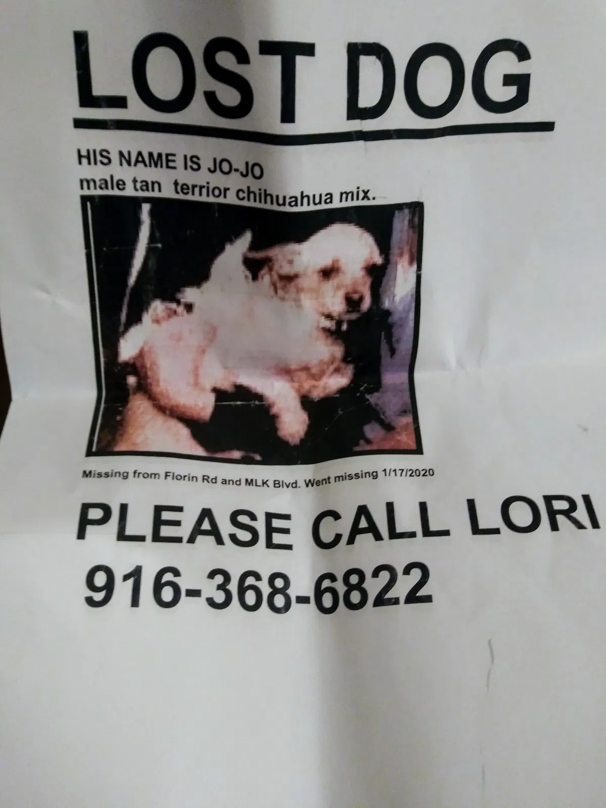 Lost dog in Sacramento, CA, 95823