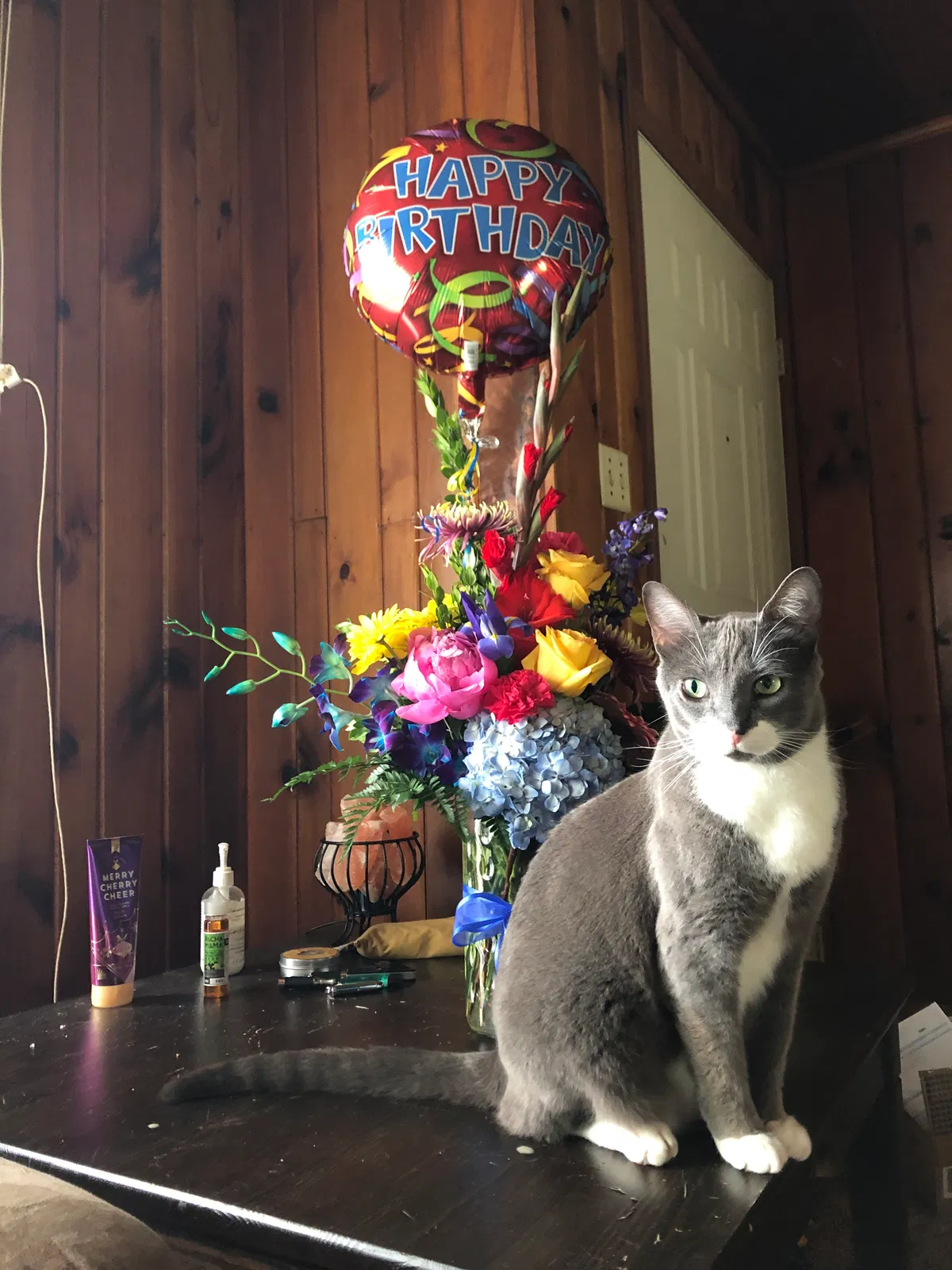 Lost cat in Greenwood, IN, 46142