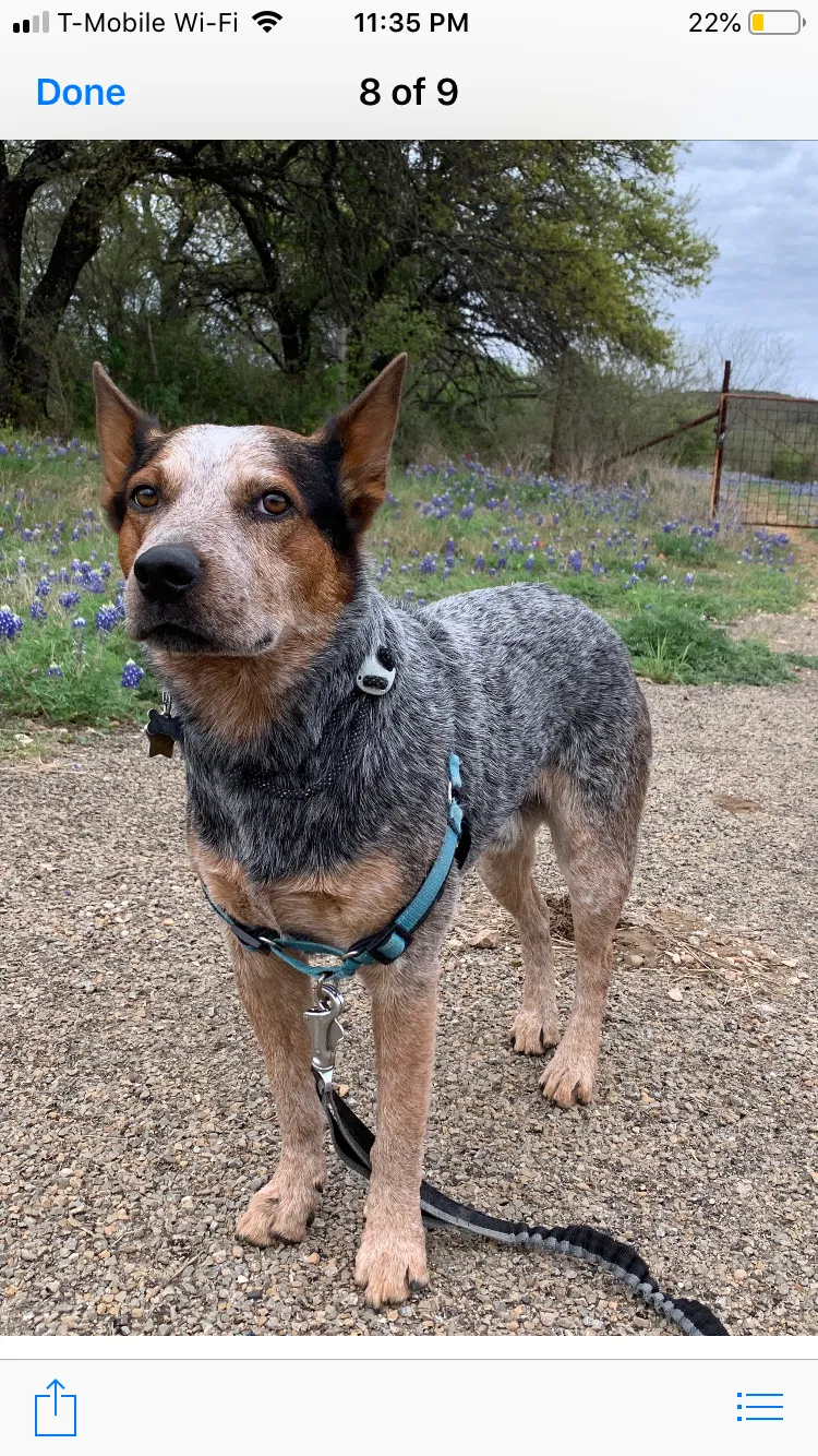 Lost dog in Austin, TX, 78727