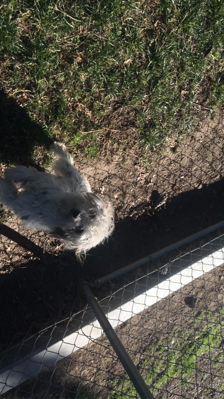 Lost dog in Bloomington, CA, 92316