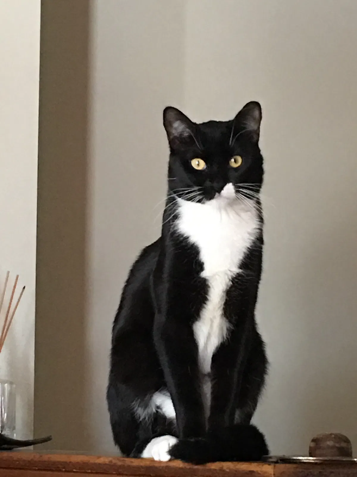 Lost cat in Columbia, MO, 65202