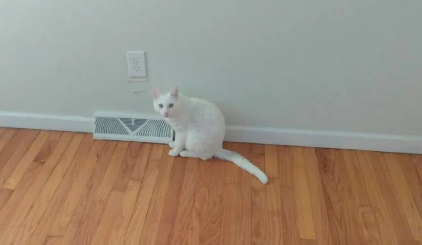 Lost cat in Rosedale, NY, 11422