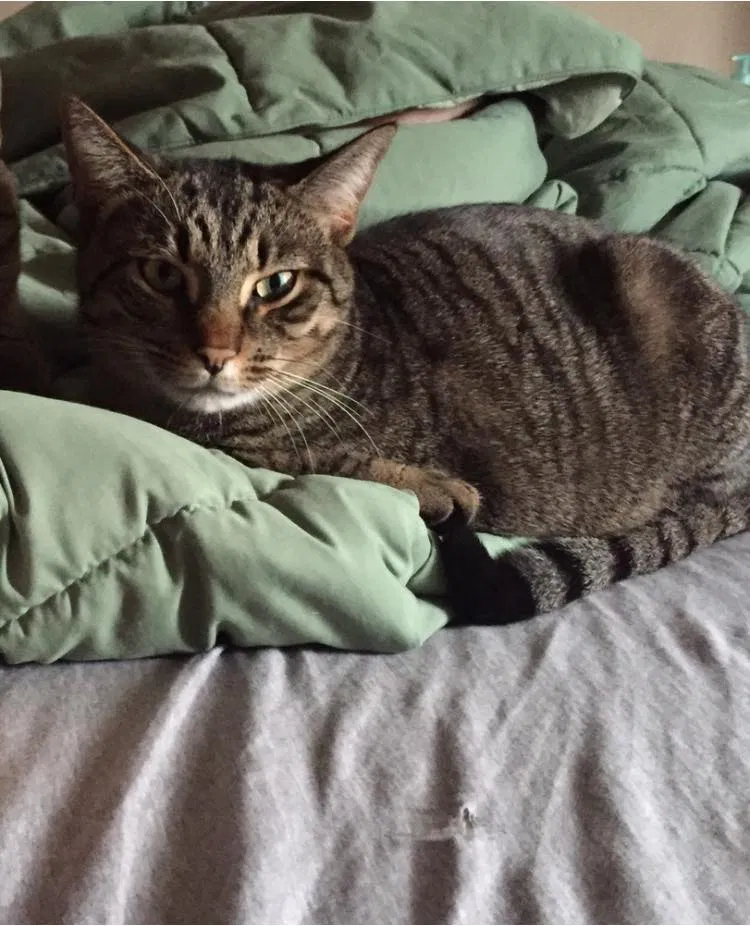 Lost cat in Gilbert, AZ, 85233
