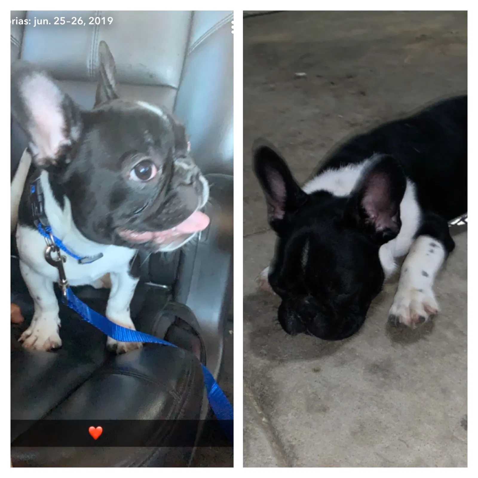 Lost dog in Bakersfield, CA, 93305