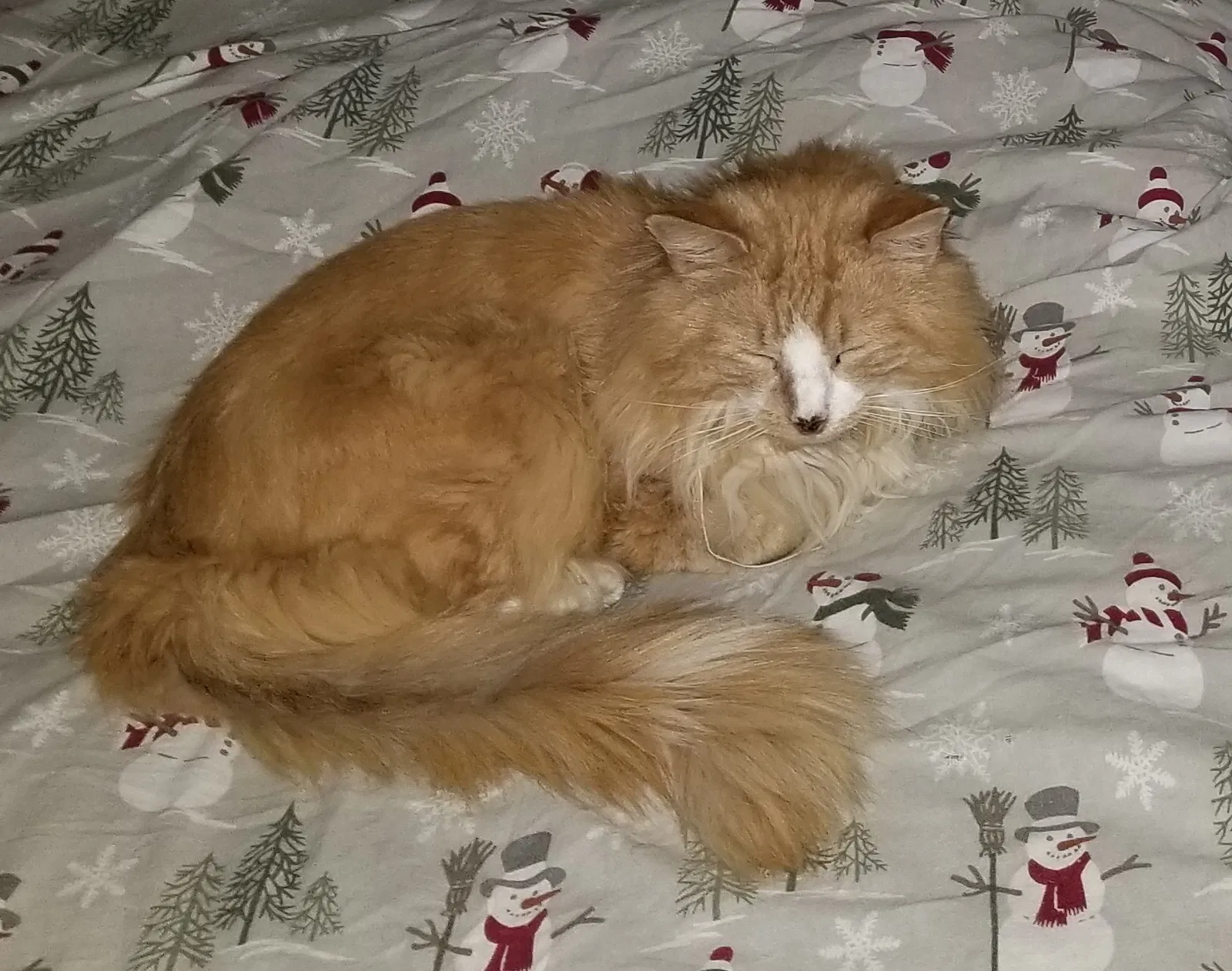 Lost cat in Little Falls, NJ, 7424