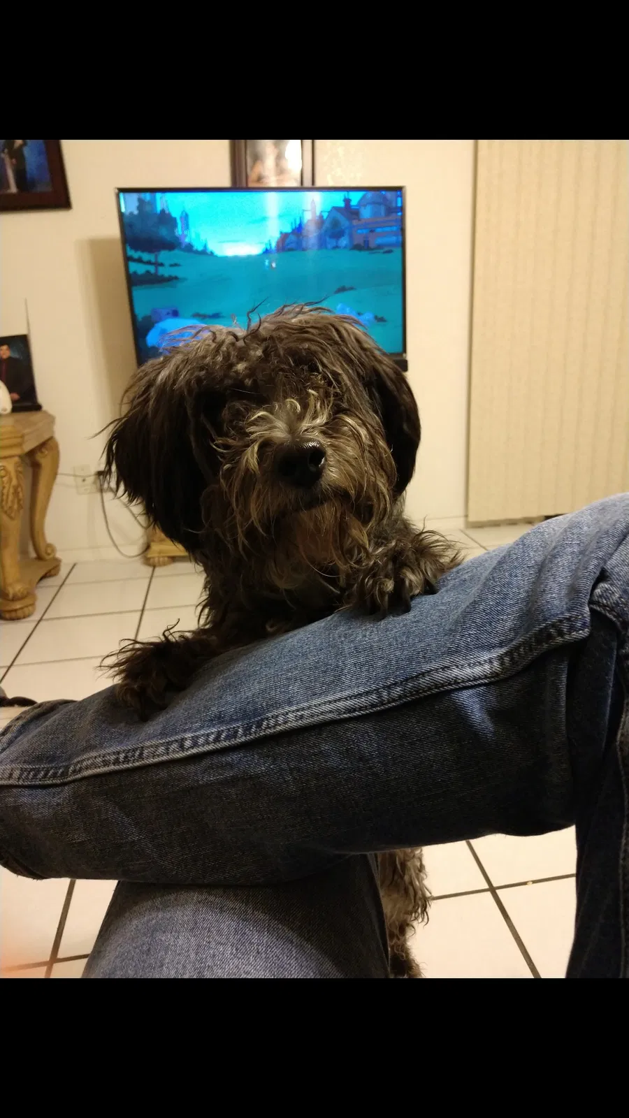 Lost dog in El Paso, TX, 79928