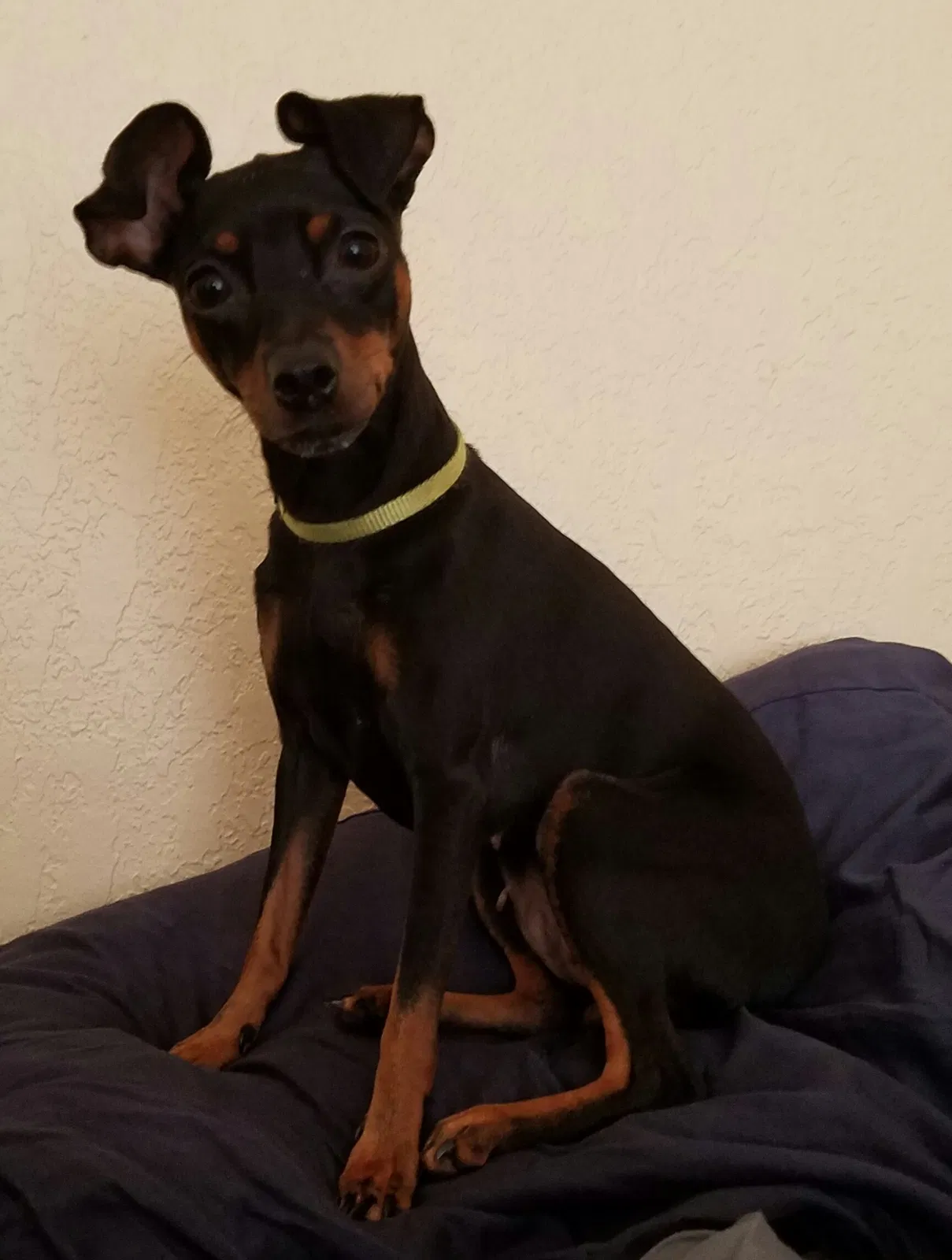 Lost dog in Hudson, FL, 34667