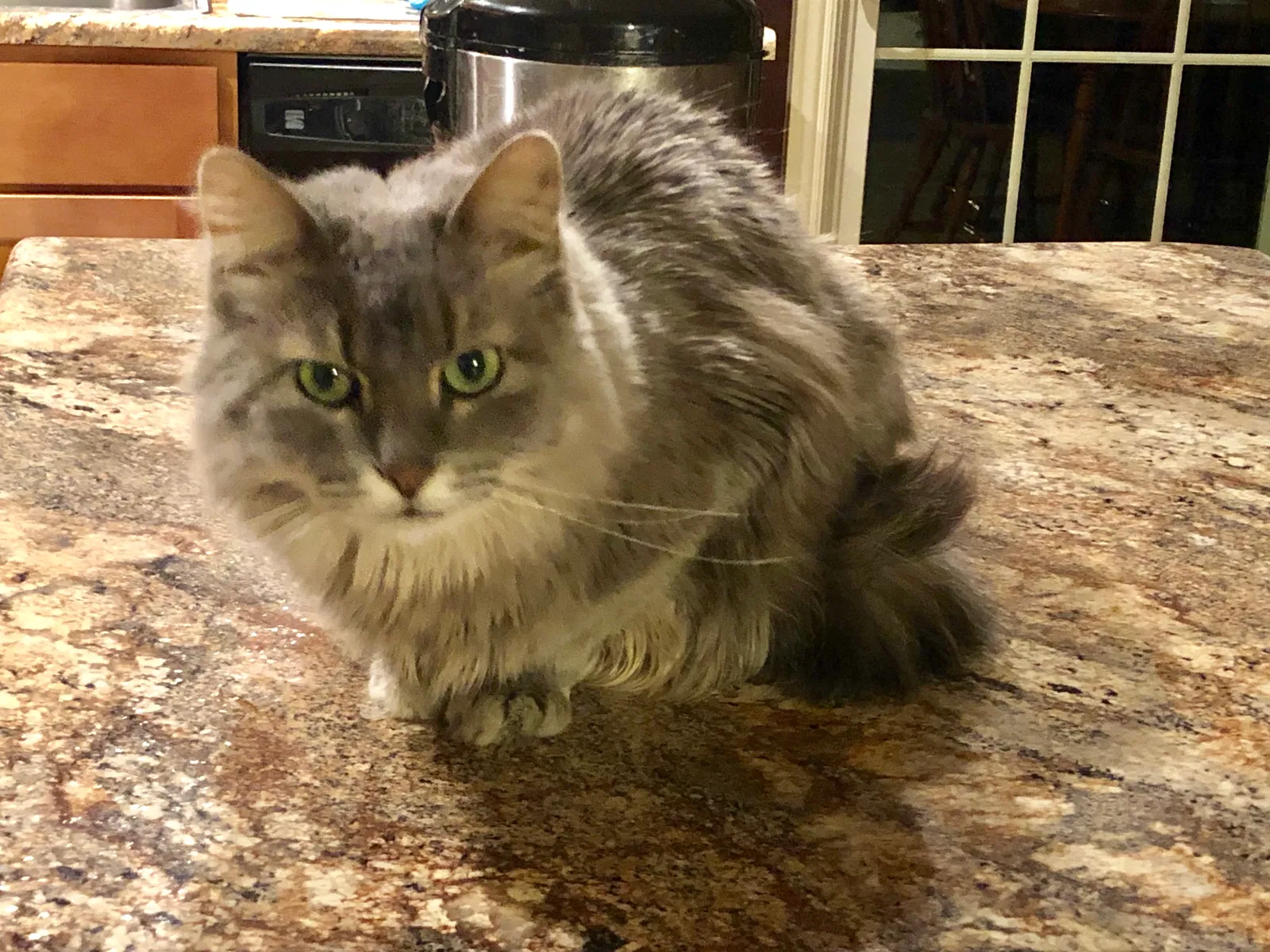 Lost cat in Sturgeon, MO, 65284