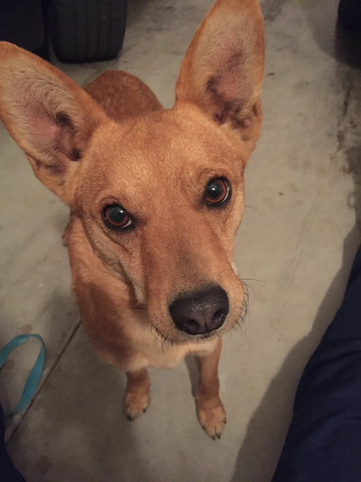 Found dog in San Bernardino, CA, 92411