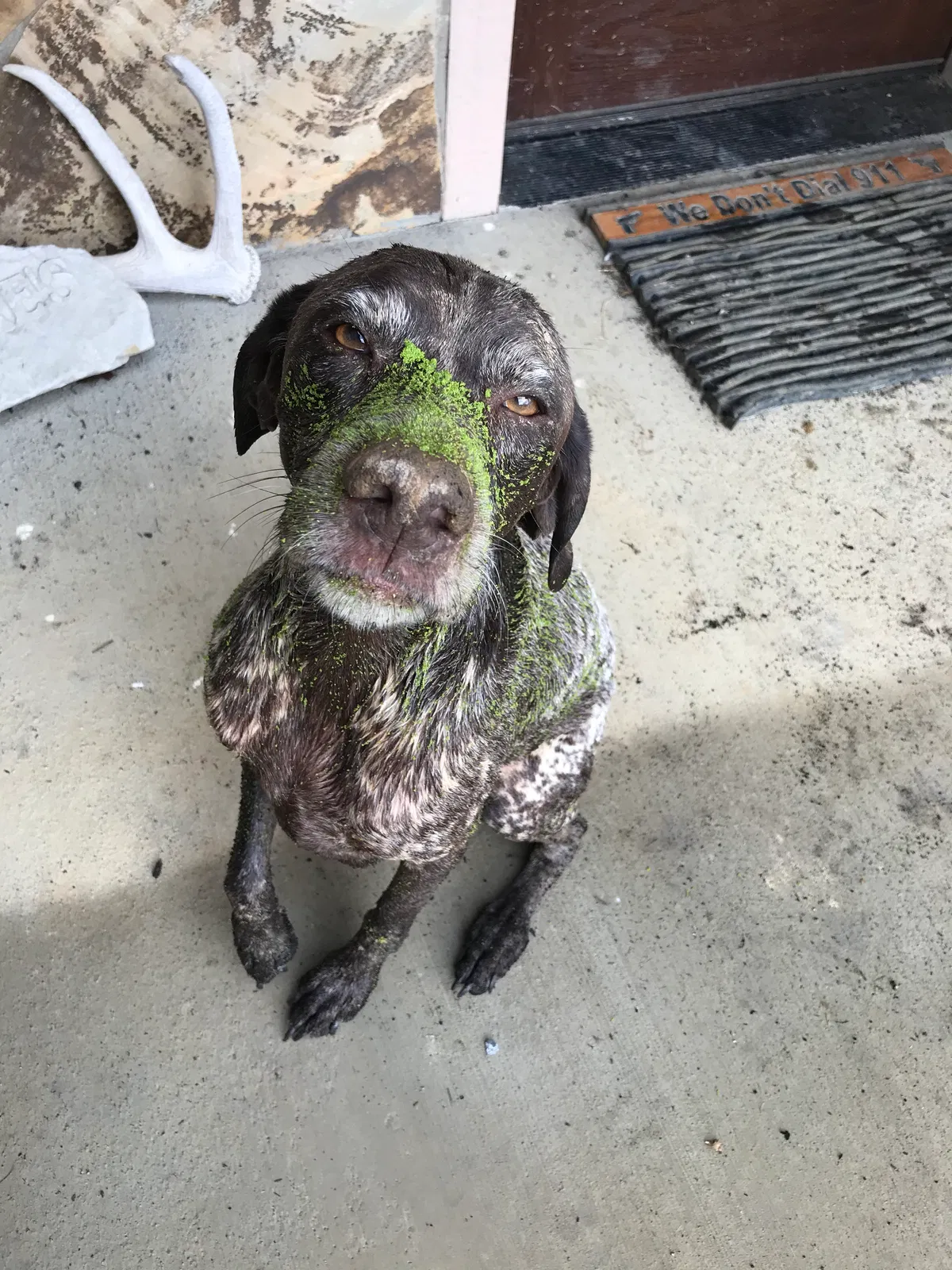 Lost dog in Rogersville, TN, 37857