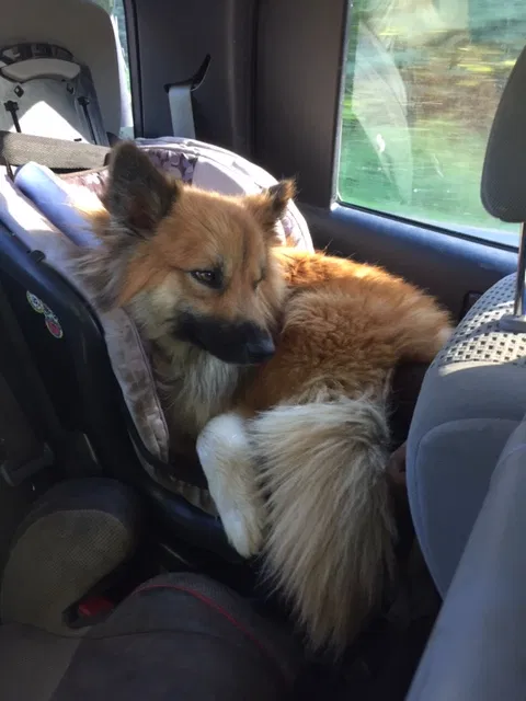 Lost dog in Lincolnville, ME, 4849