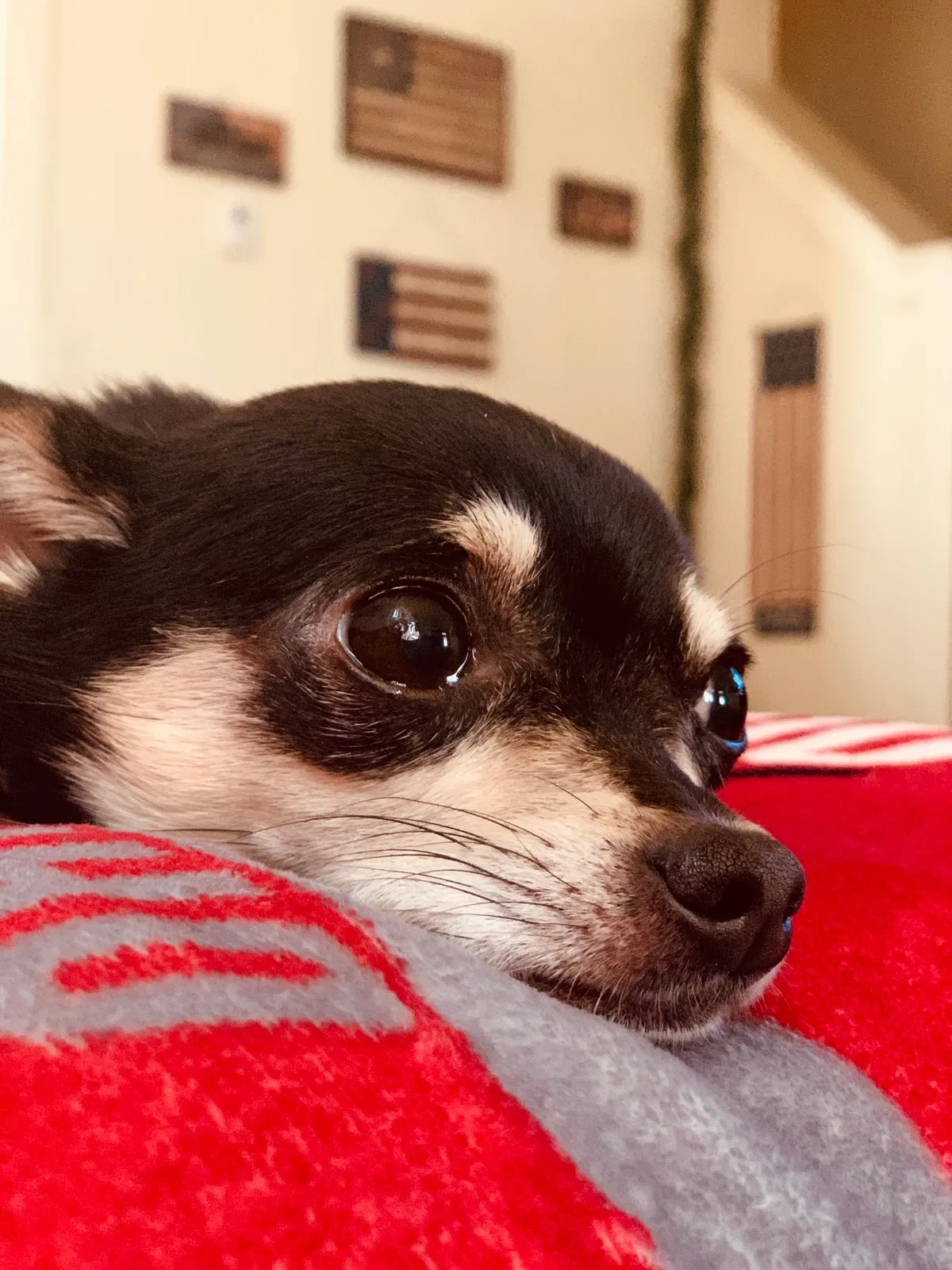 Lost dog in Killeen, TX, 76542
