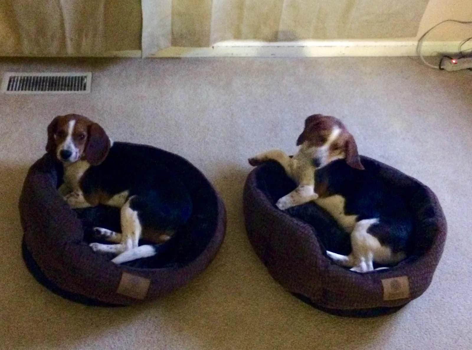 Lost dog in Easley, SC, 29642