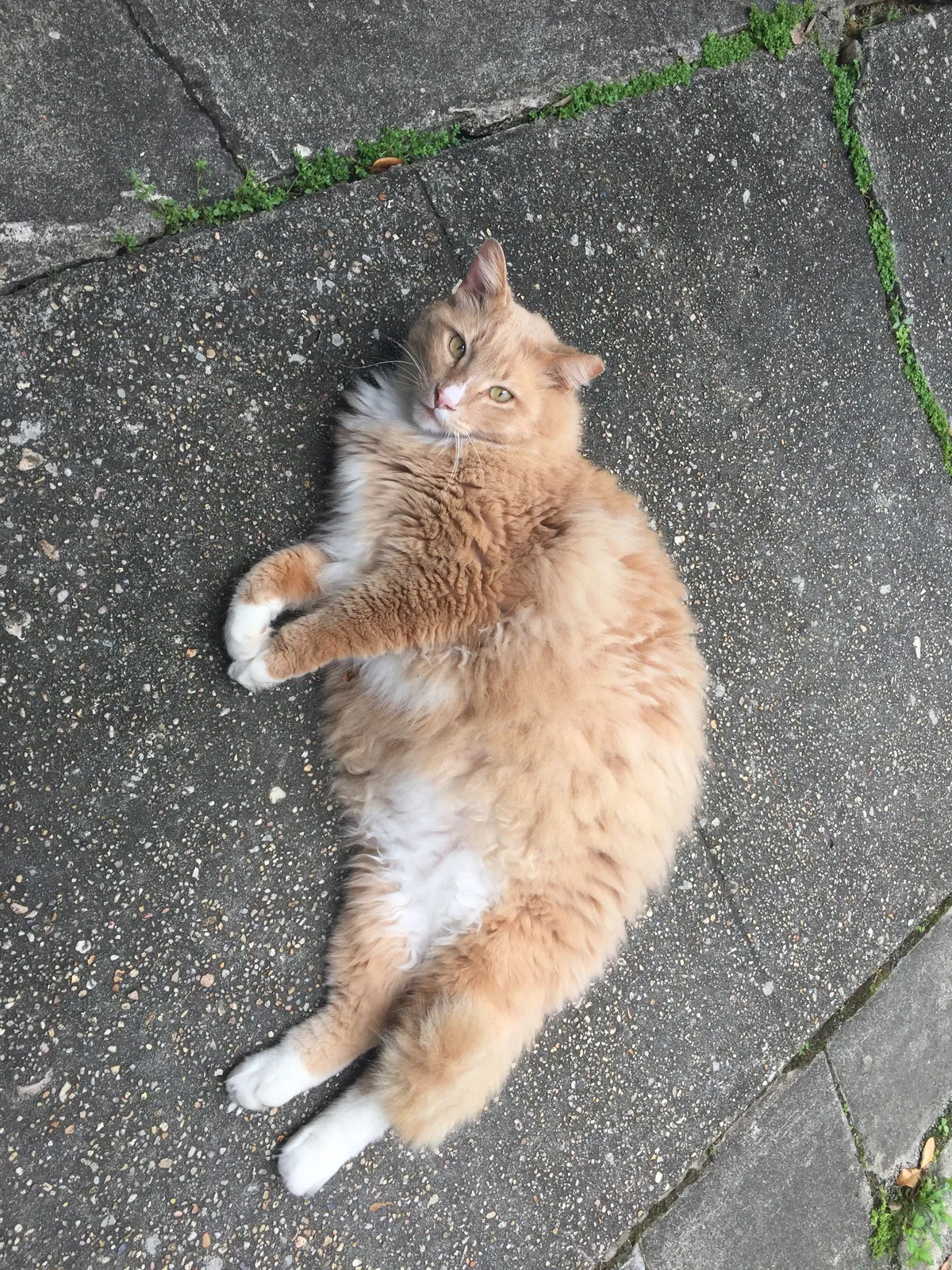 Lost cat in New Orleans, LA, 70119