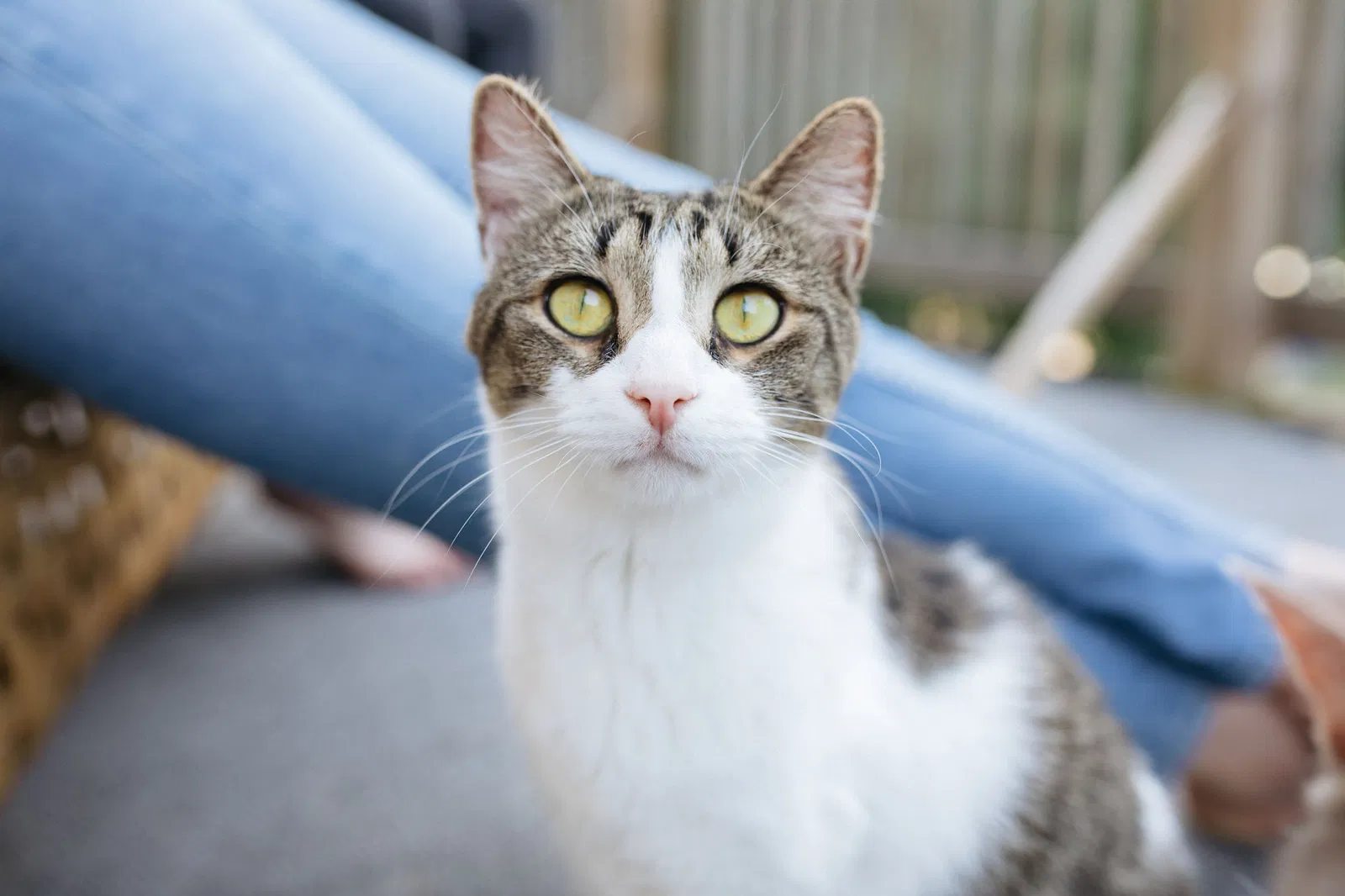 Lost cat in Buffalo, NY, 14214