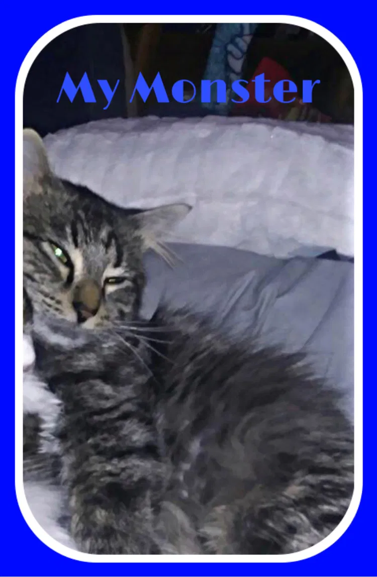 Lost cat in Colorado Springs, CO, 80909