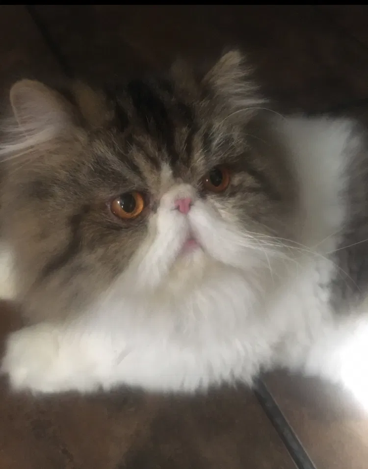 Lost cat in Theodore, AL, 36582