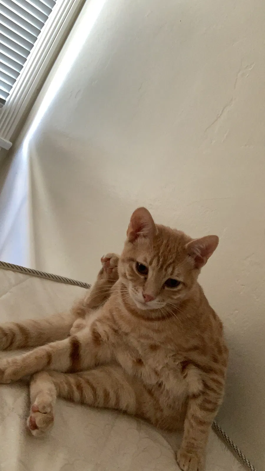 Lost cat in Pasadena, CA, 91107