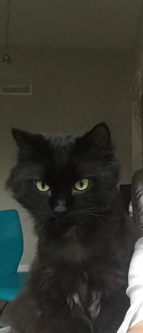 Lost cat in Orlando, FL, 32811