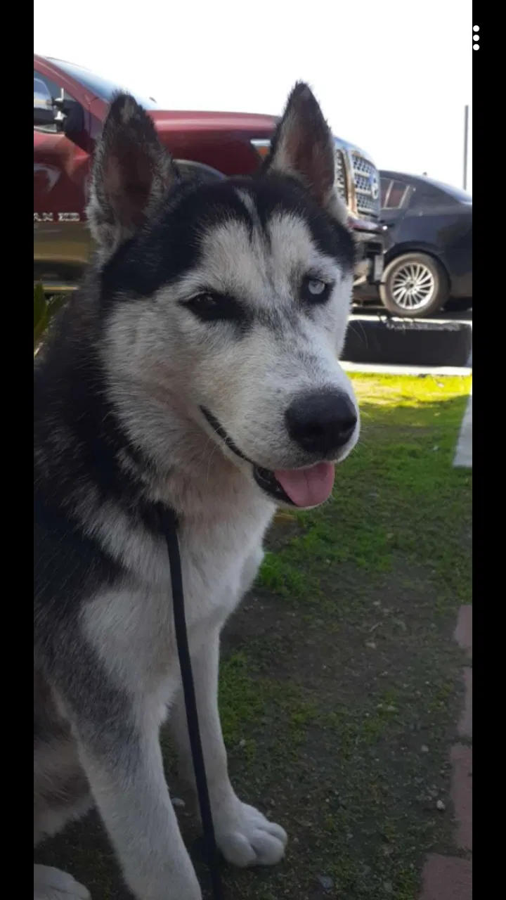 Lost dog in Fontana, CA, 92335