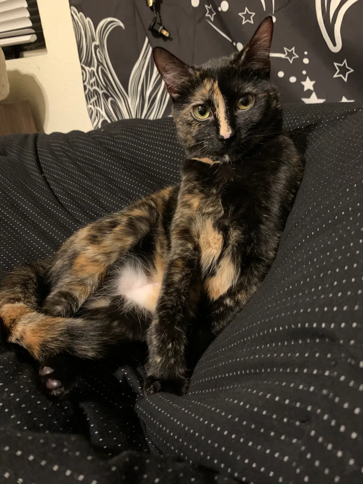 Lost cat in Chico, CA, 95926