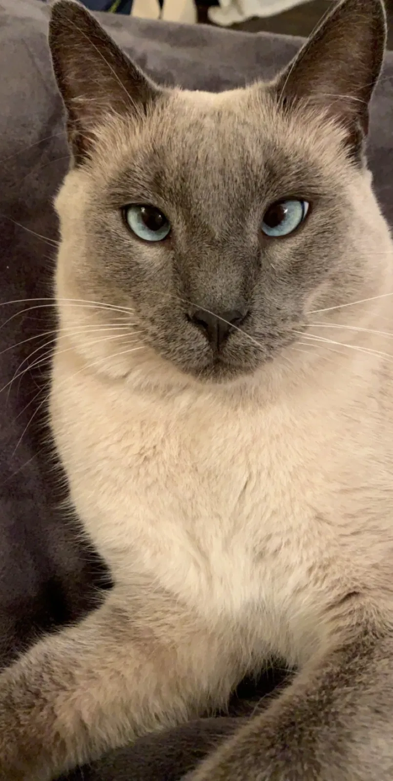 Lost cat in Birmingham, AL, 35205