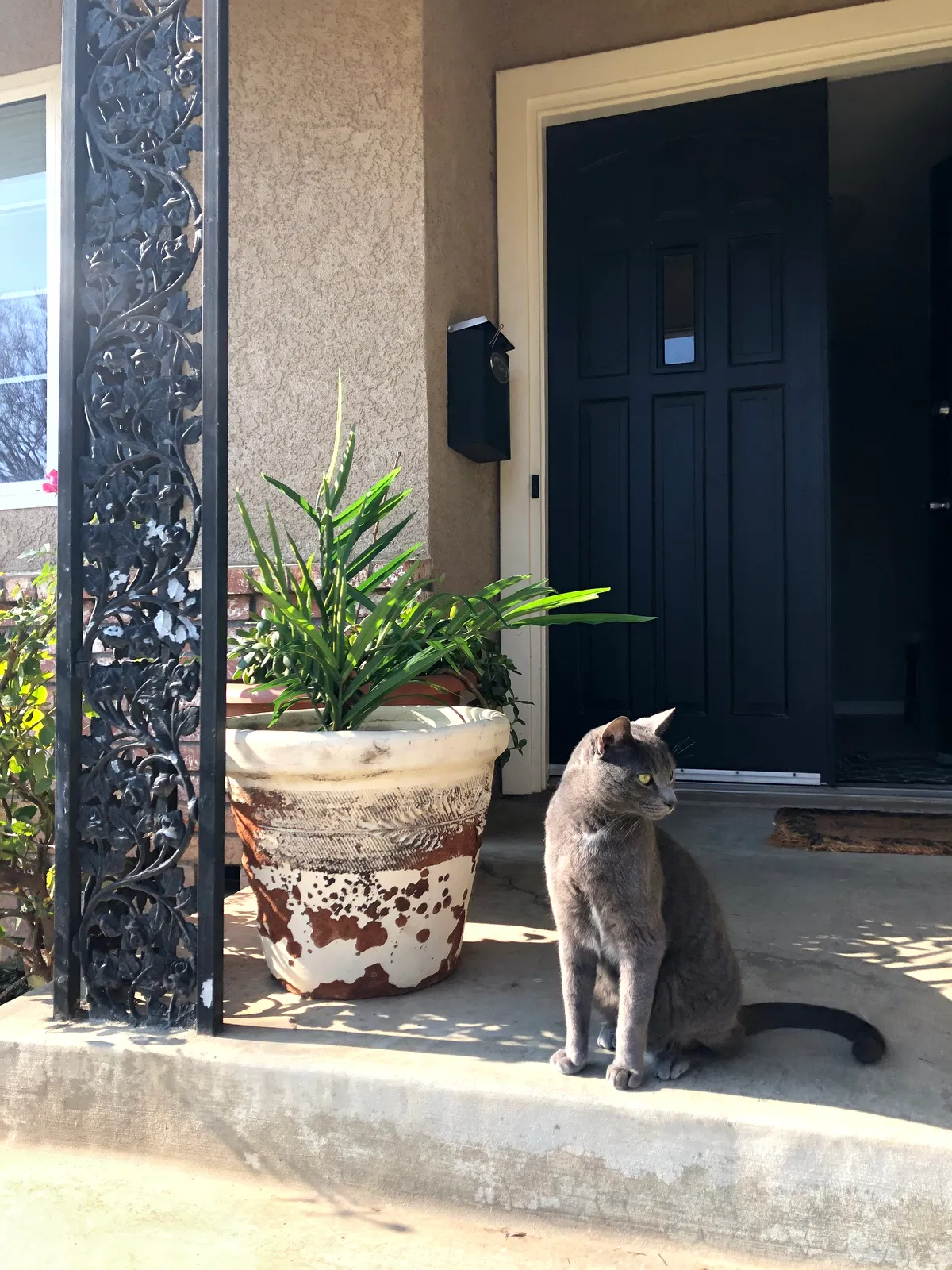 Lost cat in Fresno, CA, 93710