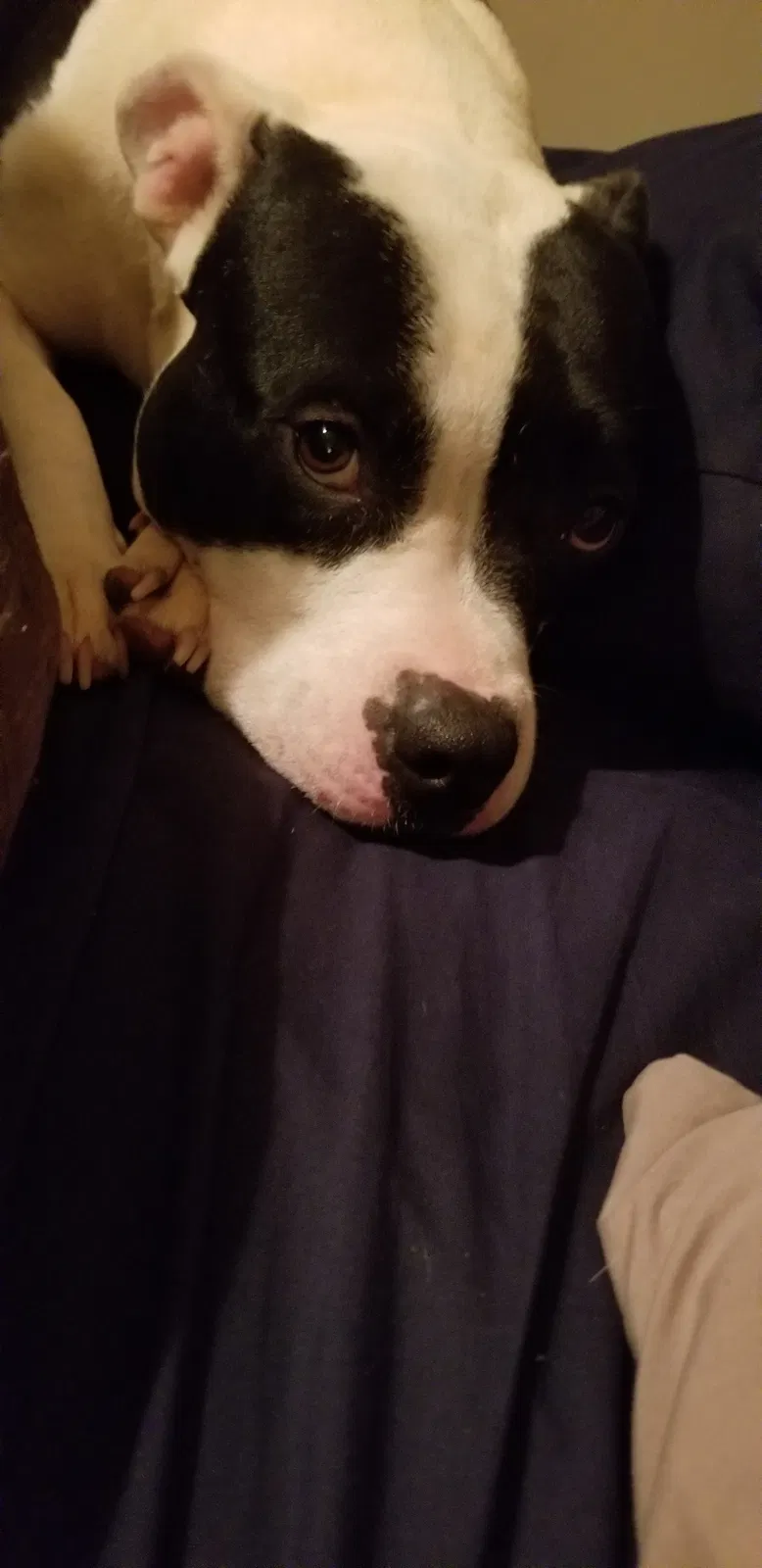 Lost dog in Greensboro, NC, 27405