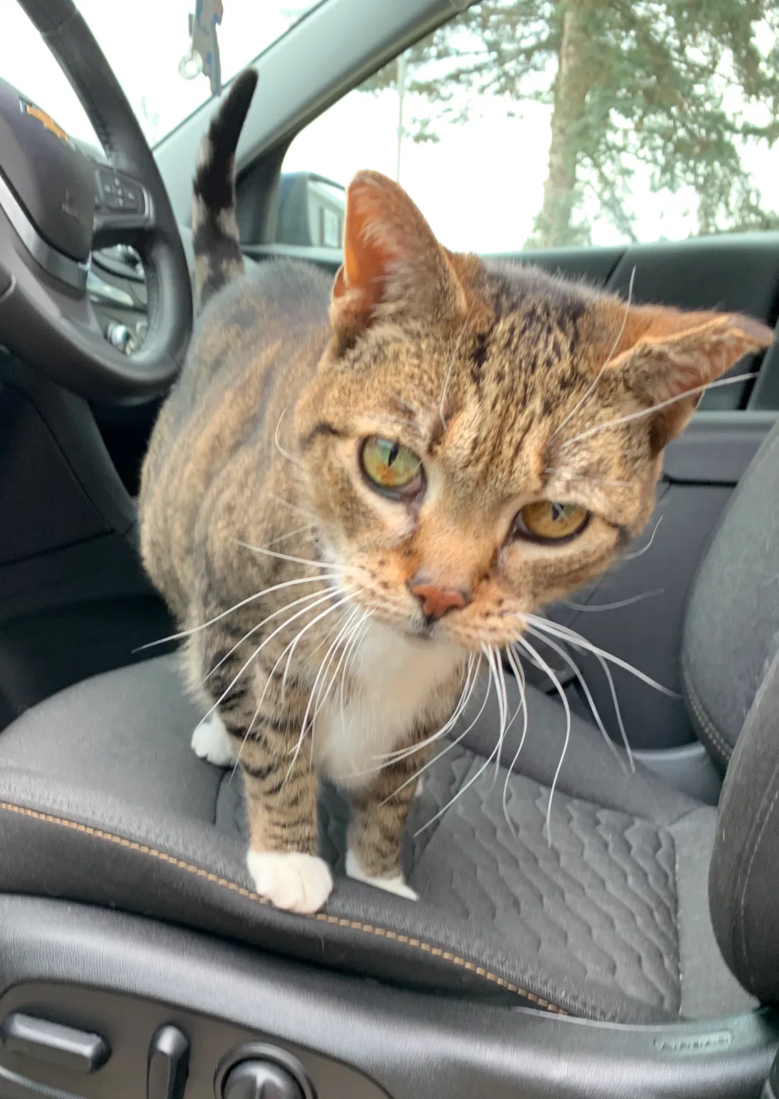 Lost cat in Grand Rapids, MI, 49512