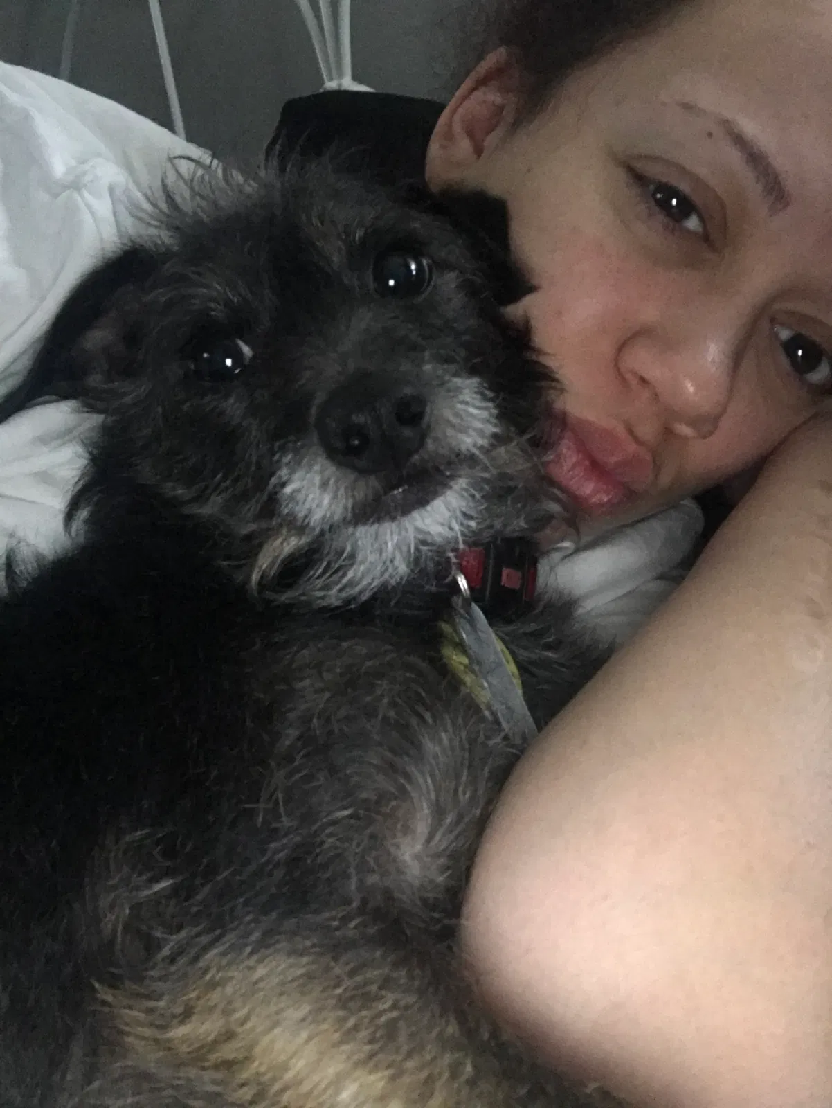 Lost dog in Arden, NC, 28704