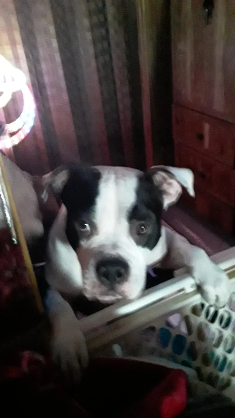 Lost dog in Tacoma, WA, 98405