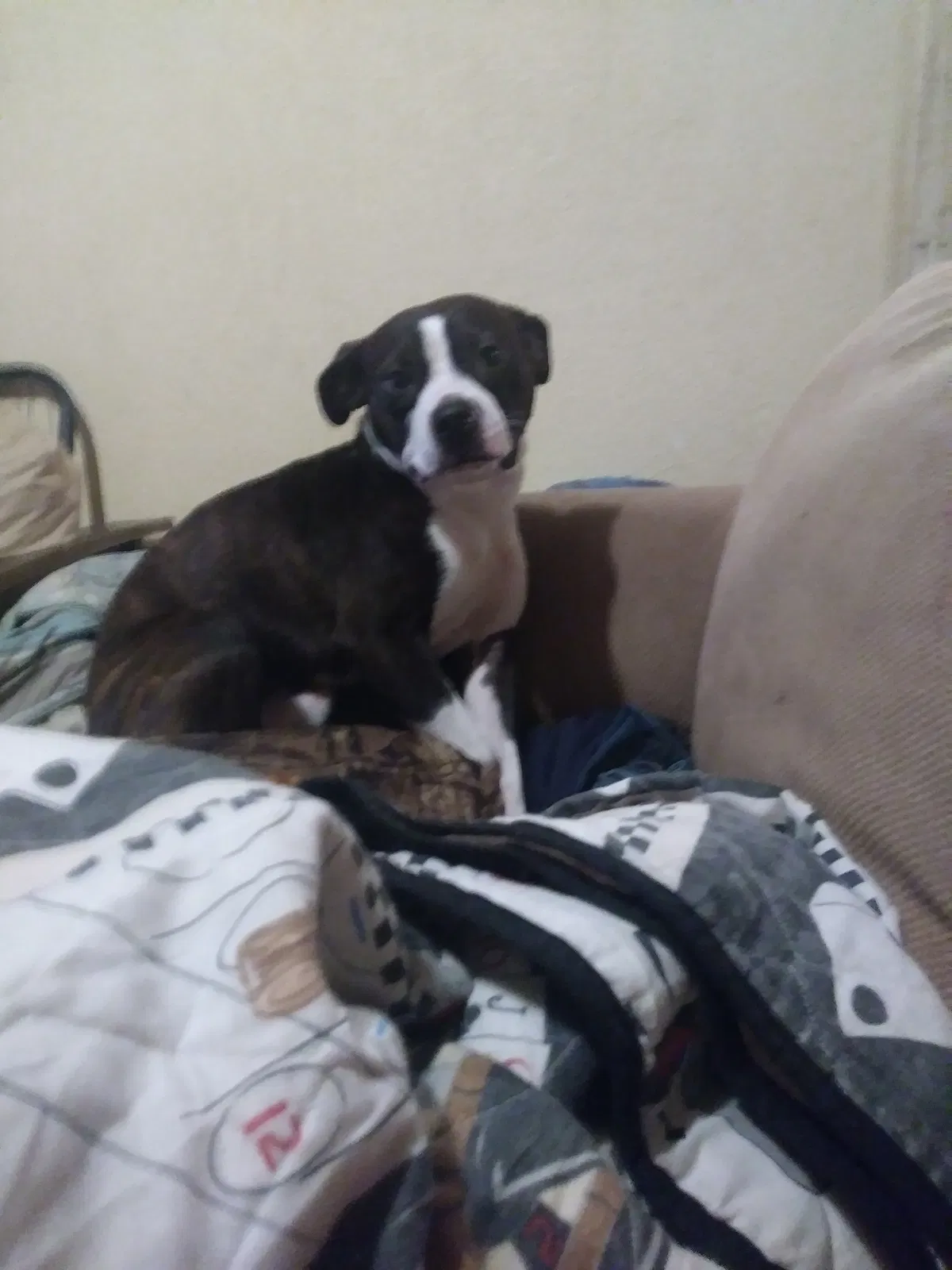 Found dog in Zephyrhills, FL, 33542