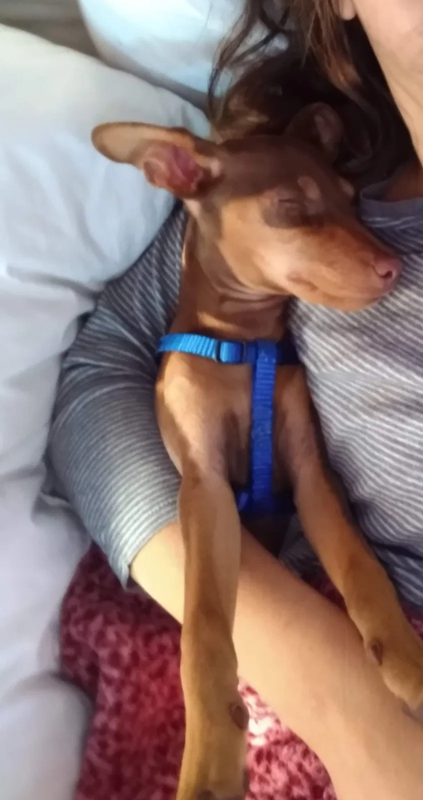 Lost dog in Costa Mesa, CA, 92627