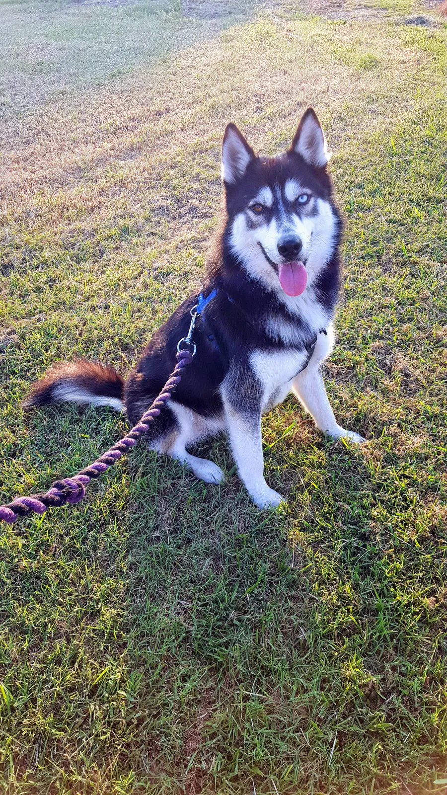 Lost dog in Stonewall, OK, 74871