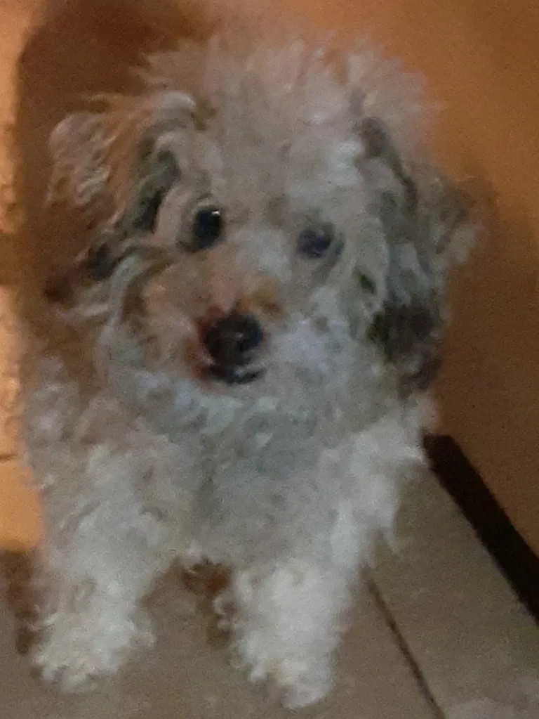 Lost dog in Anderson, IN, 46011