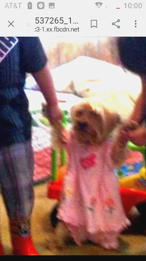 Lost dog in Reno, NV, 89512