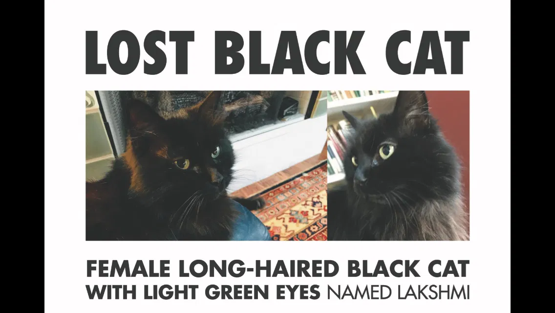 Lost cat in Ann Arbor, MI, 48108