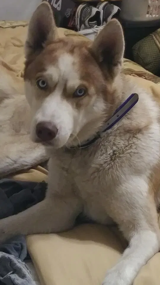 Lost dog in Hopkins, SC, 29061