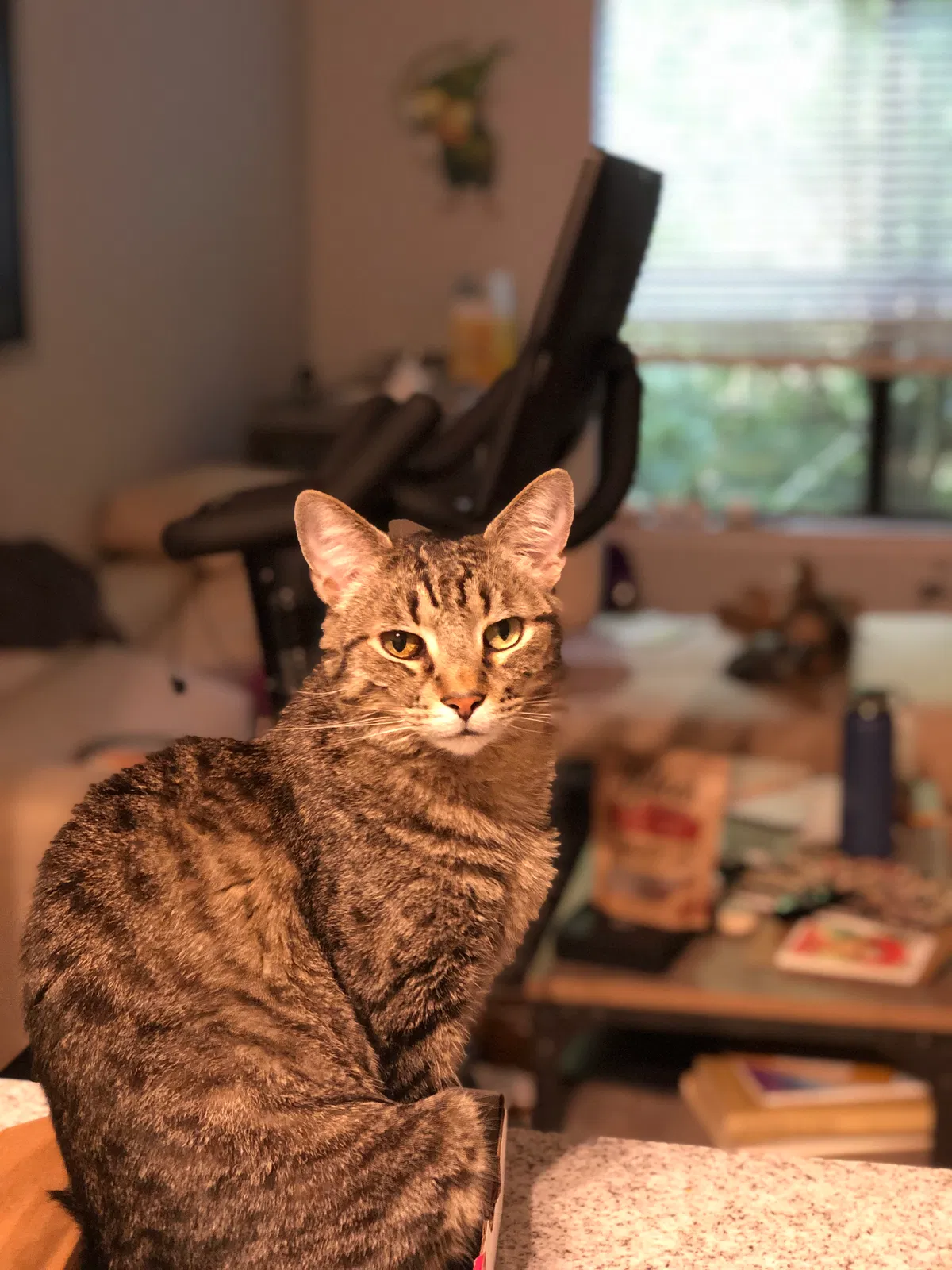 Lost cat in Atlanta, GA, 30306