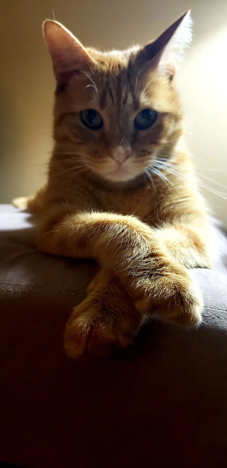 Lost cat in Des Moines, IA, 50316