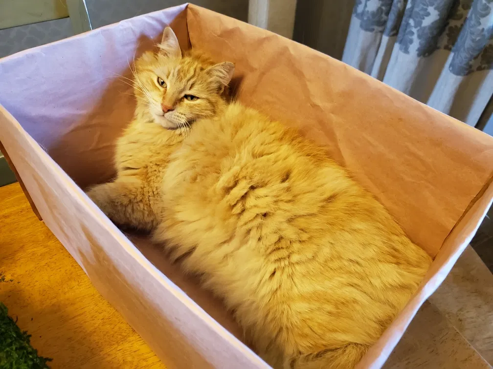 Lost cat in Bakersfield, CA, 93312