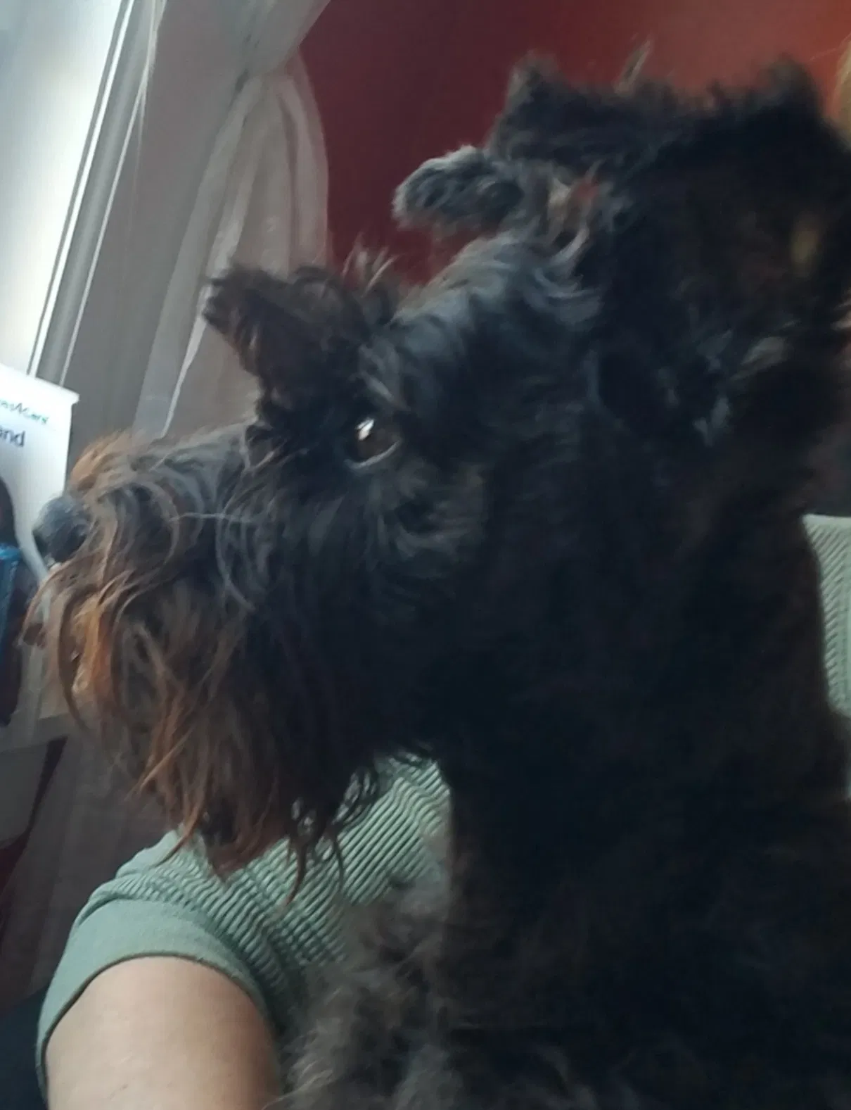 Lost dog in Whitwell, TN, 37397